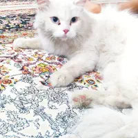 گربه نژادپرشین