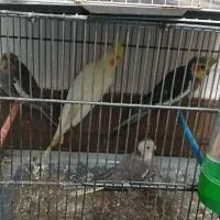 عروس هلندی|پرنده|مشهد, شهرک مهرگان|دیوار