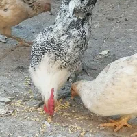 خروس براکل سیلور۲عدد