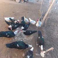 اردک شوروی نر و خروس|حیوانات مزرعه|دشتک, |دیوار