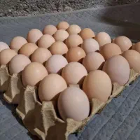 تخم مرغ دوزرده|خوردنی و آشامیدنی|مشهد, الهیه|دیوار