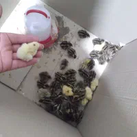 بلدرچین جوجه دونه ۶۰ هزار گوگولی