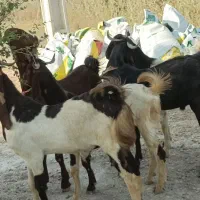 نر بزهای پاکستانی نژاد دوقلو هیکلی و ذات دار|حیوانات مزرعه|اهواز, شهدای انتظامی|دیوار