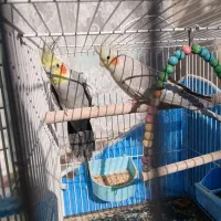 عروس هلندی مولد