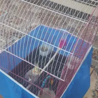 عروس هلندی نر با قفس و تجهیزات|پرنده|پیر بکران, |دیوار