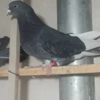 کفتر|پرنده|کاشان, فاز ۲ ناجی آباد|دیوار