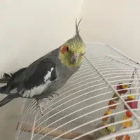 پرنده عروس هلندی طوطی برزیلی|پرنده|محمدیه-قزوین, |دیوار