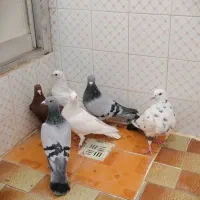 فروش تعدادی کبوتر|پرنده|داراب, |دیوار