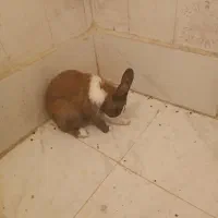 خرگوش