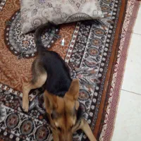 سگ آلمانی|سگ|تبریز, |دیوار