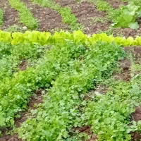 فروش سبزیجات محلی ارگانیک