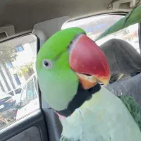 شاه طوطی سخنگو با هوش شکمو درشت تیز و بز