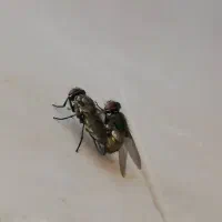 حیوان خونگی