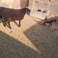 بره قوچ شالی نر