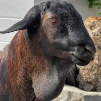 بره نرسومال باکهرنر