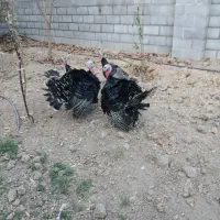 بوقلمون نرو ماده