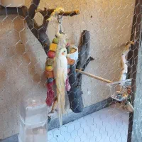 عروس هلندی لوتینو نر