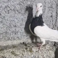 جوجه طوقی سیاه واکسی|پرنده|فرخشهر, |دیوار