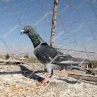 سه تا نر|پرنده|فیروزه, |دیوار