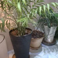 گل وگیاه فروشی
