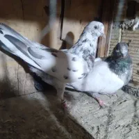 کفتر پرشی همه غریب گیری بلندی|پرنده|رباط‌کریم, شترخوار|دیوار