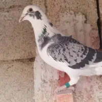 کبوتر پلاکی|پرنده|شبانکاره, |دیوار