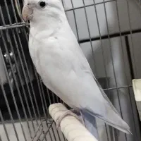 عروس هلندی البینو