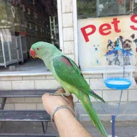 شاه طوطی جوجه|پرنده|کرج, شهرک اوج|دیوار