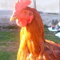 خروس قرمز تبریزی زیبا