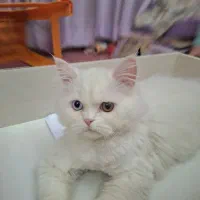 گربه پرشین چشم دو رنگ