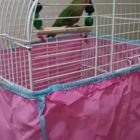 طوطی برزیلی|پرنده|تهران, سلسبیل جنوبی|دیوار