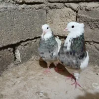 طوقی