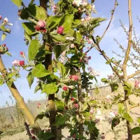 فروش باغ  ۱۰۰۰ متری در  قوشق آباد|فروش خانه و ویلا|گلبهار, نوبهار|دیوار
