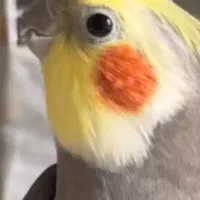 عروس هلندی خاکستری گمشده