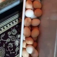 تخم مرغ محلی و ارگانیک