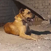 سگ خراسانی