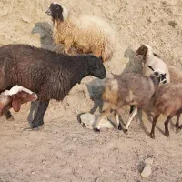 ۵ راس گوسفند شیره دار و ۲ راس بران زیبا|حیوانات مزرعه|مریوان, |دیوار