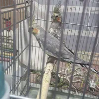 عروس هلندی نر