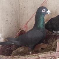 8عددکفتر|پرنده|چناران, |دیوار