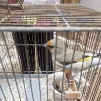 سهره کرمانی ماده آماده