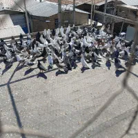 کفتر پرشی|پرنده|شهر ری, سیزده آبان|دیوار