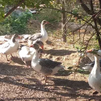 غاز|حیوانات مزرعه|شاهرود, |دیوار