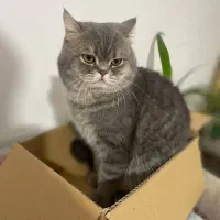 گربه بریتیش نر واگذاری