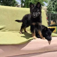 توله های بانمک گلدن و ژرمن و دوبرمن طبق عکس|سگ|قدس, شهرک فرزان|دیوار