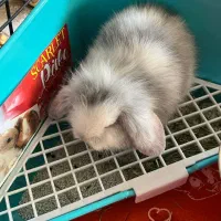 خرگوش لوپ یک ماهه بازیگوش