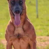 سگ مالینویز