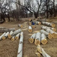 قطع انواع درخت بامجوز وخرید چوب|خدمات باغبانی و درختکاری|نیشابور, امام خمینی|دیوار