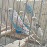 چهار عدد مرغ عشق