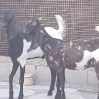 بز و پازن پنجابی