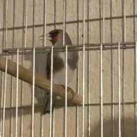 سهره قناری.سقا|پرنده|کرمان, |دیوار